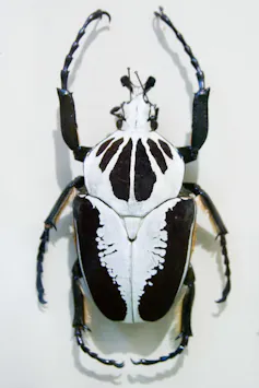 A giant black beetle with striking white markings on its head and body