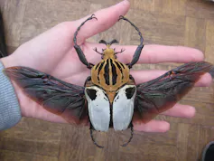 The Goliathus cacius beetle with a black and white lower body and black and brown upper body resting on someone's hands with its wings spread out