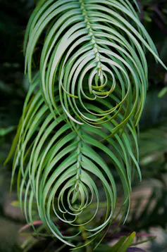 close up of leaves of wollemi pine tree