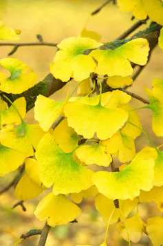 close up of bright gingko leaves