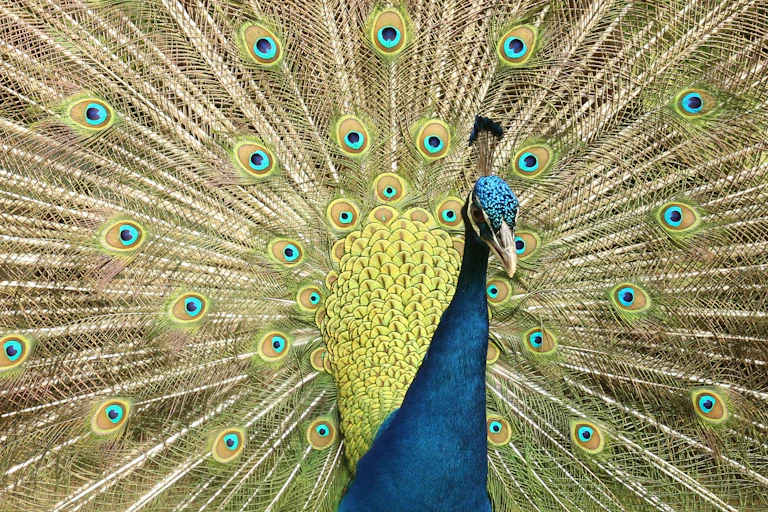 Close up do pavão macho com as penas levantadas