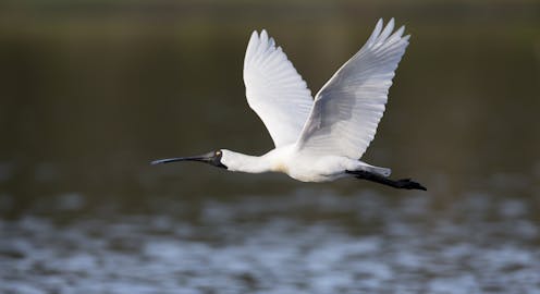 Loss of forests brought new birds to NZ during the last Ice Age – we’re witnessing a similar process now