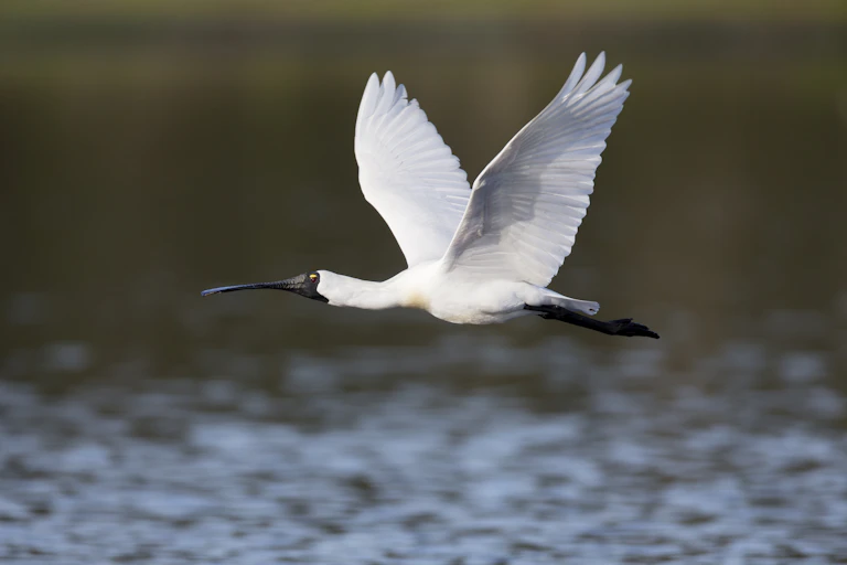 Royal spoonbill in flight