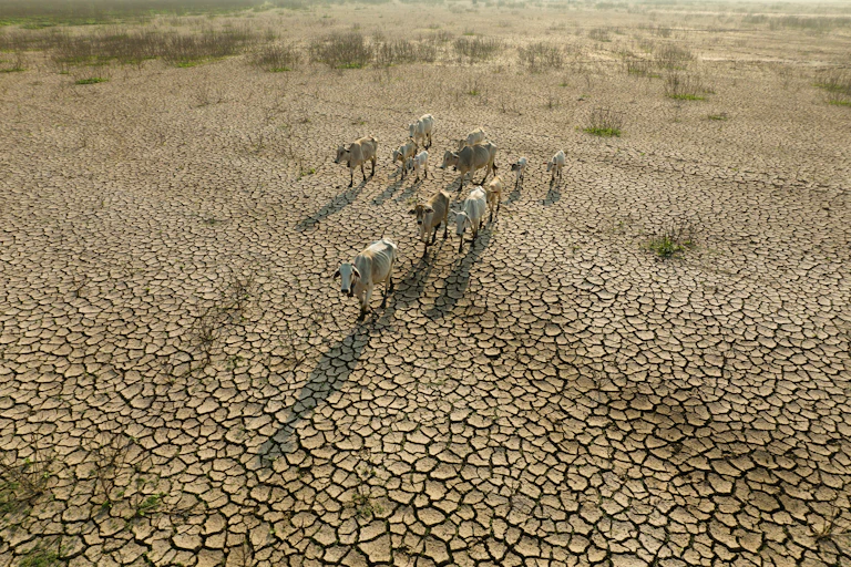 Aerial view of thin cattle on bare, cracked earth