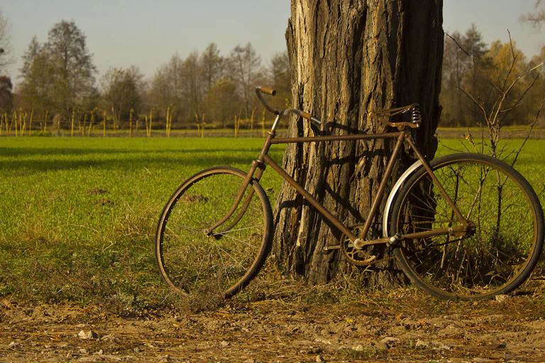 Un vélo posé sur un arbre, devant une clairière