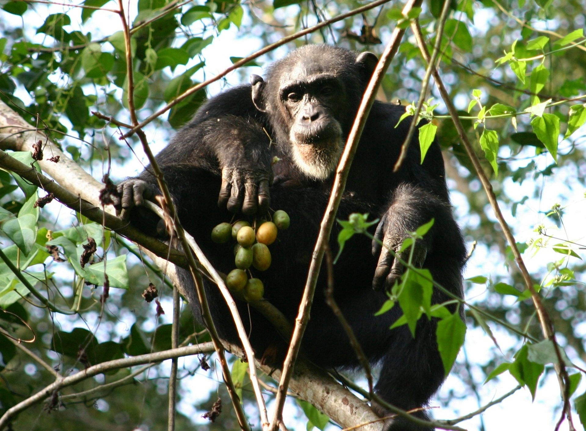 Chimpanzé sentado em uma árvore com uma pequena fruta redonda.