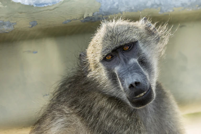 A chacma baboon cocks its head quizzically, its lips slightly parted and its eyes distant.