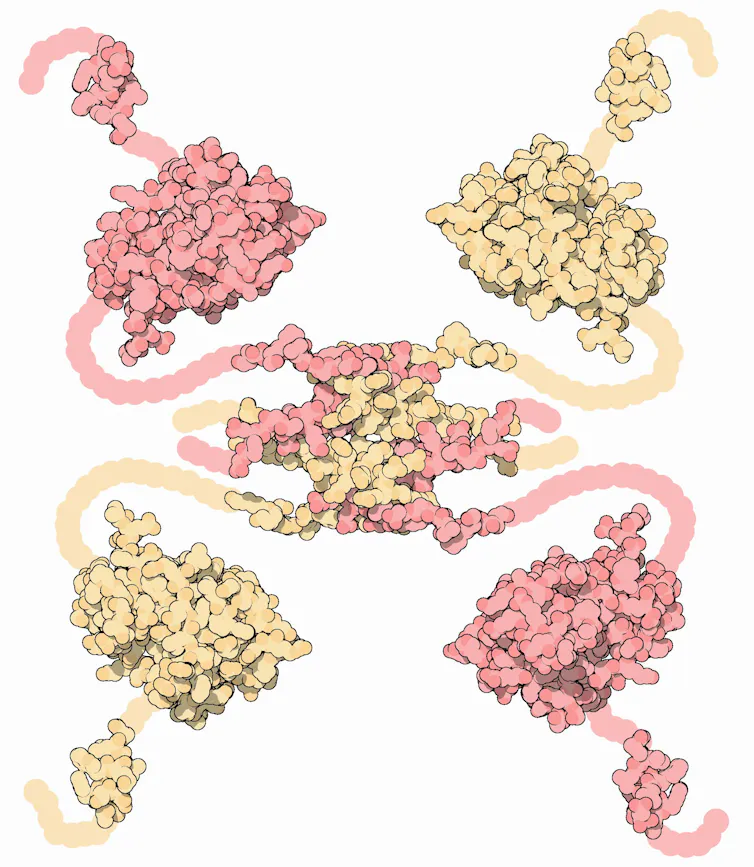 Four bumpy lumps attached with thin chains to a central lump