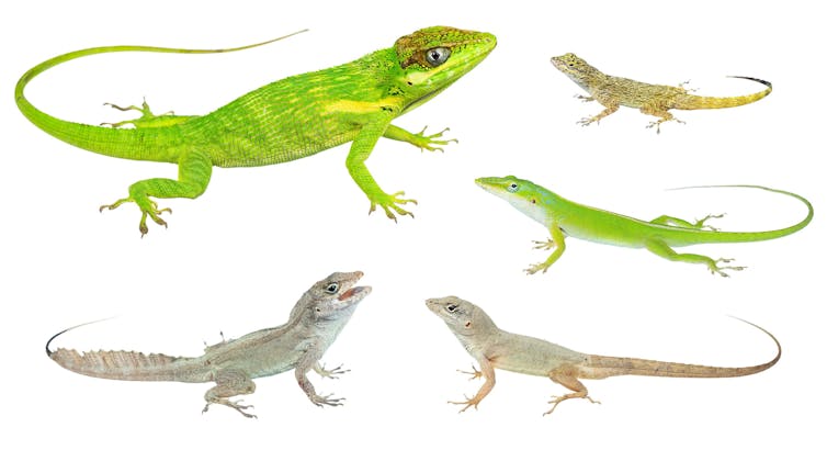 An illustration of five species of anoles.