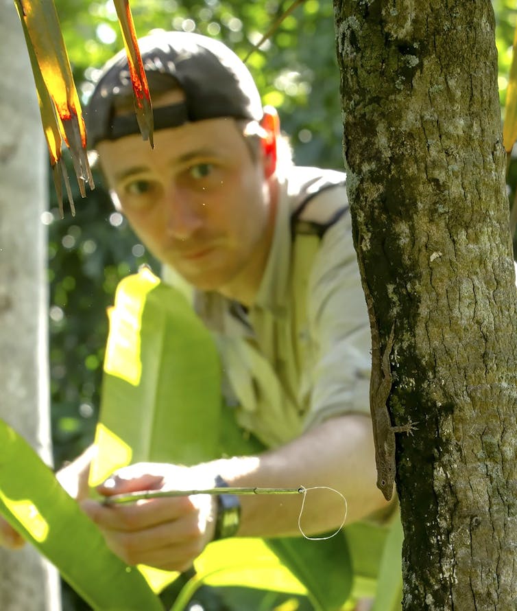 A researcher catches a lizard with a dental floss lasso.