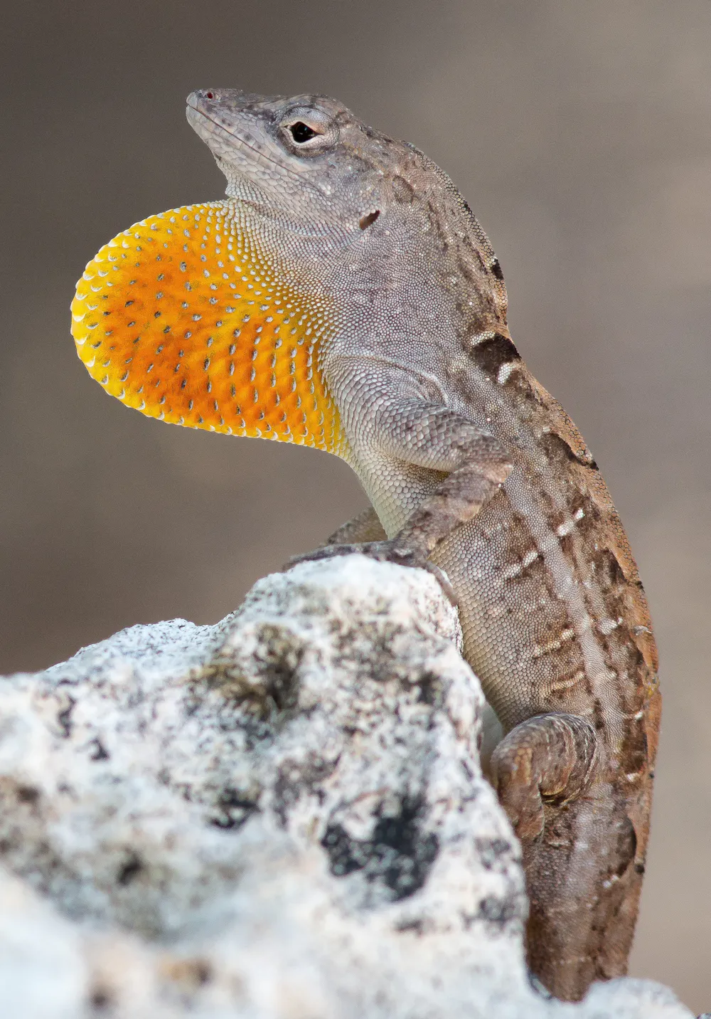 Lizard Interactive Amid a tropical paradise known as ‘Lizard Island,’ researchers are ...