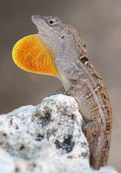 Next to a rock, a brown lizard shows its orange dewlap.