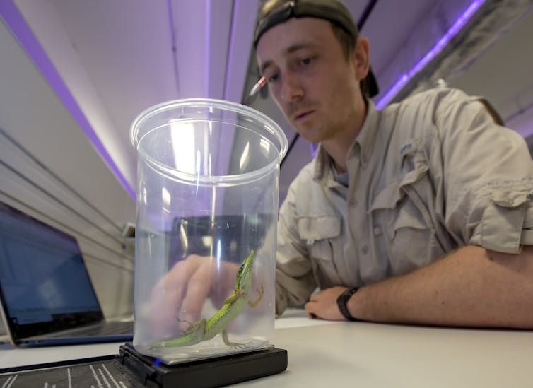 An anole, inside a container, is weighed in the laboratory by a researcher.