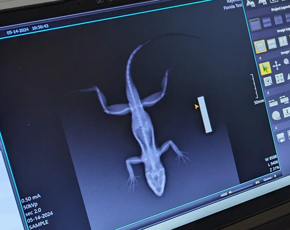 Lizard Hand X Rays Advising for a New Era | Georgia Institute of Technology | Atlanta, GA