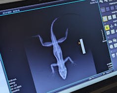 An X-ray image of a lizard.
