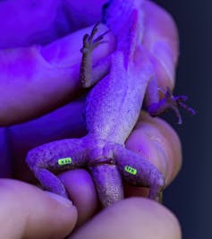 A researcher shows us the lizard's identification code.