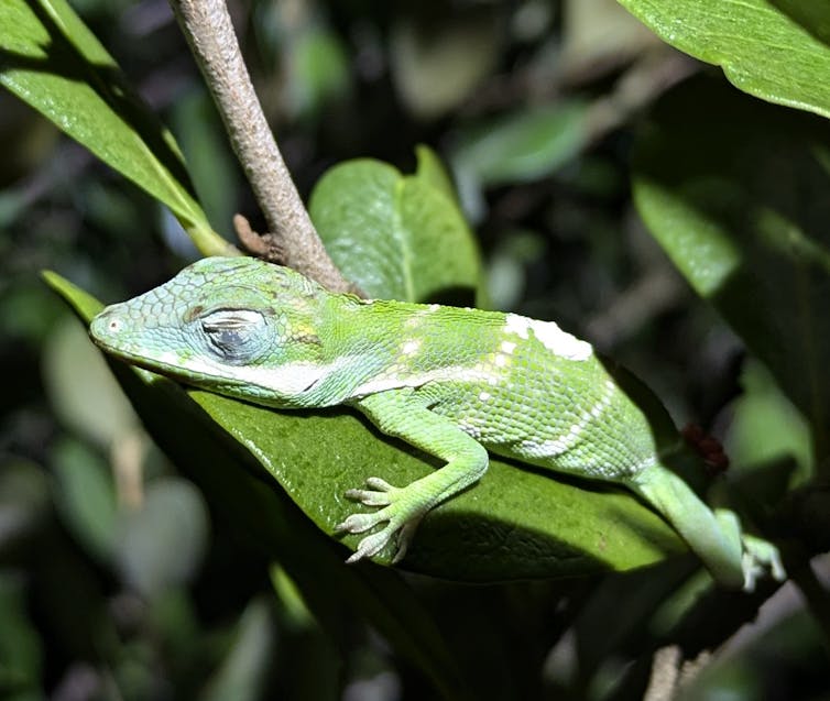 A baby lizard is asleep on a leaf.