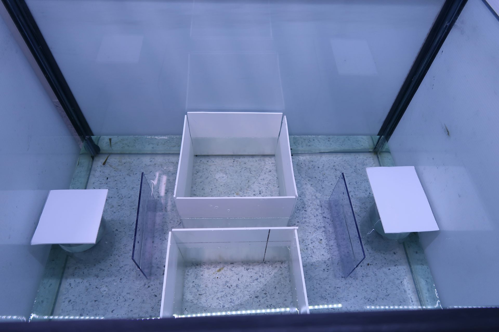 A sole mosquitofish inside the self-control testing apparatus.