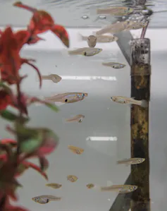 A shoal of mosquitofish.