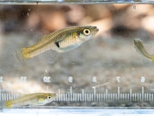Smart is sexy – new study on fish doing puzzles hints intelligence partly evolved via sexual selection