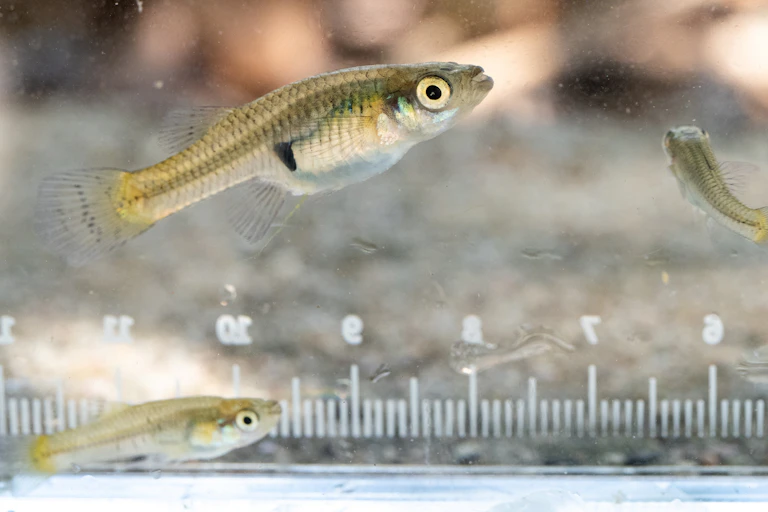 An adult mosquitofish and a baby mosquitofish next to a ruler.