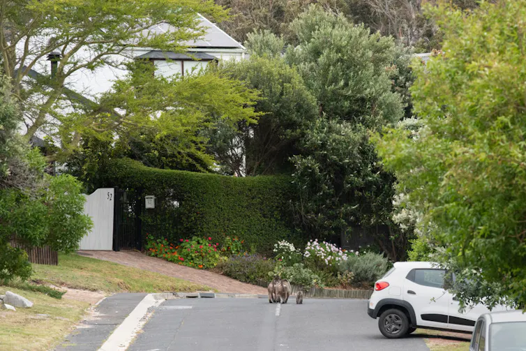 A small troop of baboons strolls down a leafy suburban street, seen from behind.