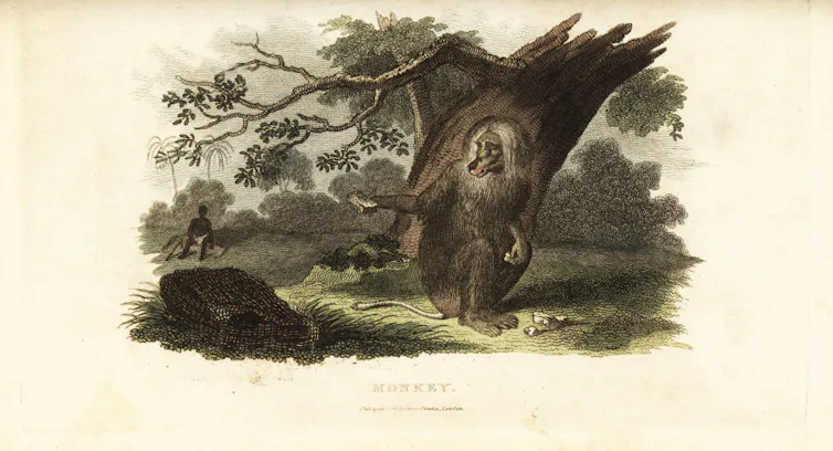 An old illustration showing a baboon under a tree holding his hand out with a piece of food on it while a forlorn man sits and looks at the food being offered in the distance.