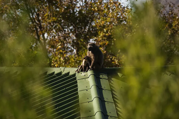 An adult and a younger Chacma baboon sit on a green rooftop, the baby leaning against the adult.