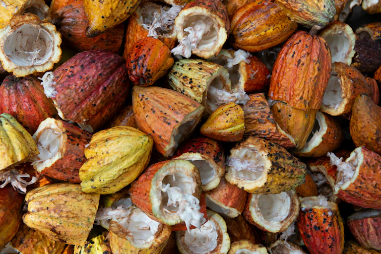 gros plan fruits de cacao ouverts