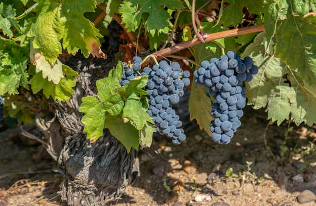 Por qué ya no vamos a la taberna sino a la vinoteca? El rico vocabulario del vino y la vid