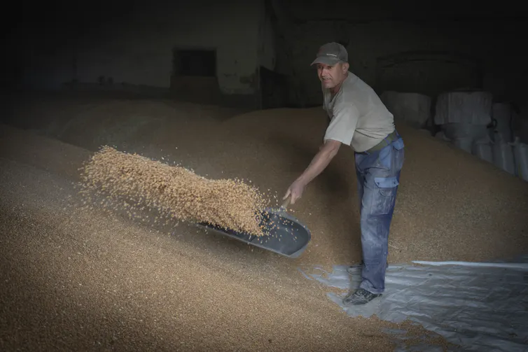 A man shovels wheat in a granary.