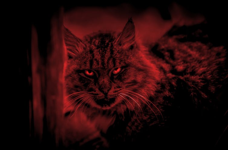 A spooky cat shaded in red looks down the camera at the viewer.