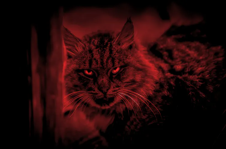 A spooky cat shaded in red looks down the camera at the viewer.