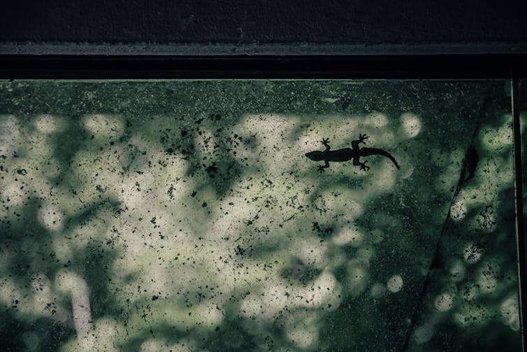A lizard is displayed in silhouette against a mottled green-grey background