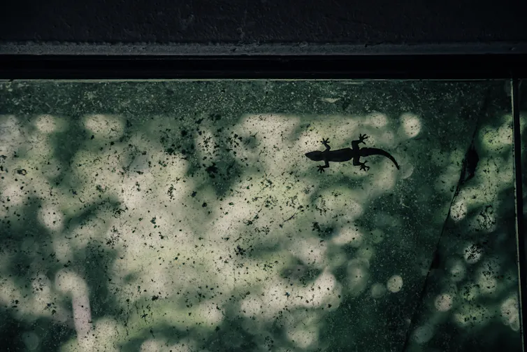 A lizard is displayed in silhouette against a mottled green-grey background