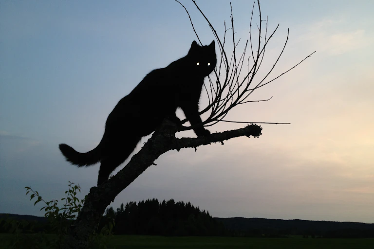 A cat is displayed in silhouette at dusk.