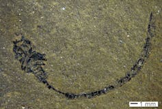 A flattened fossil on a beige rock face.