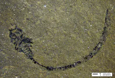 A flattened fossil on a beige rock face.