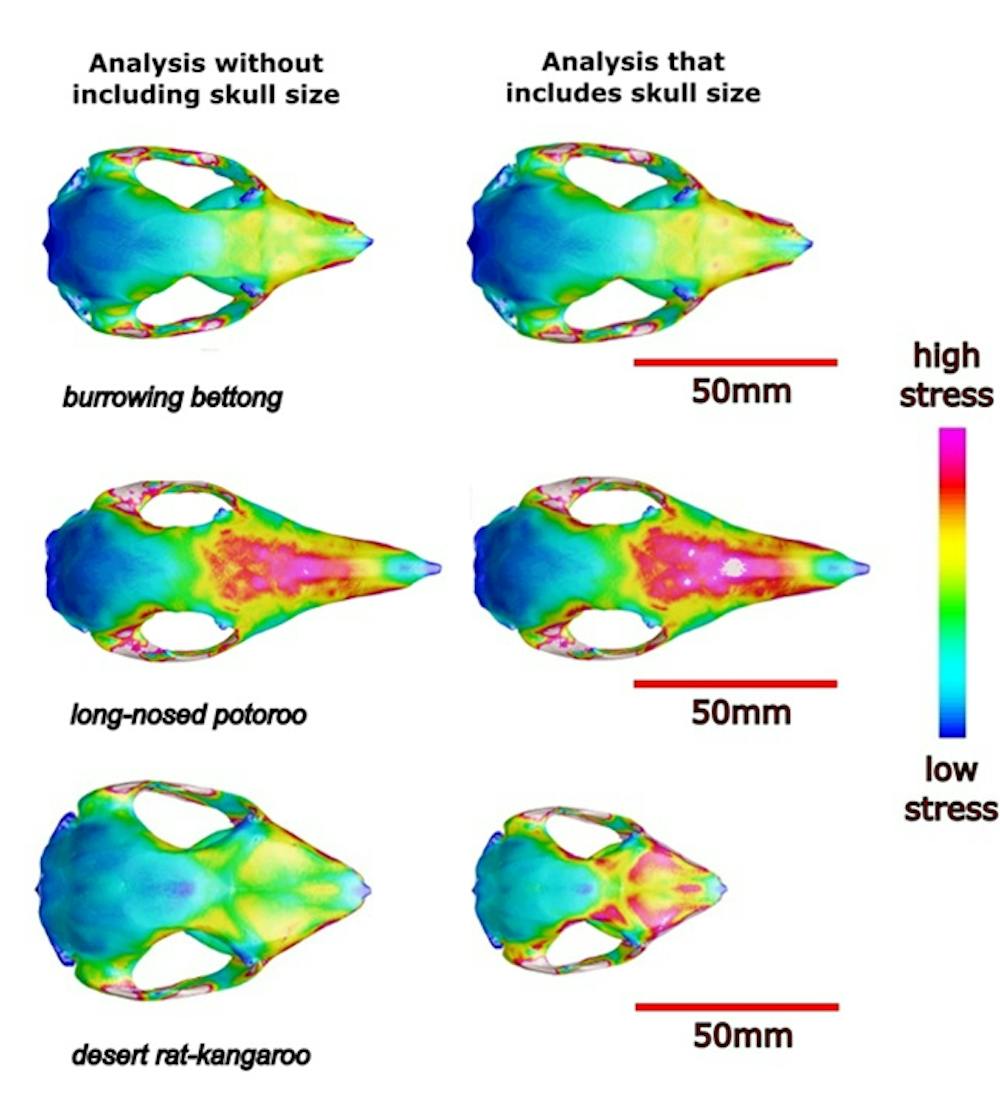 Presumed extinct, this desert rat-kangaroo may still be alive in hiding ...