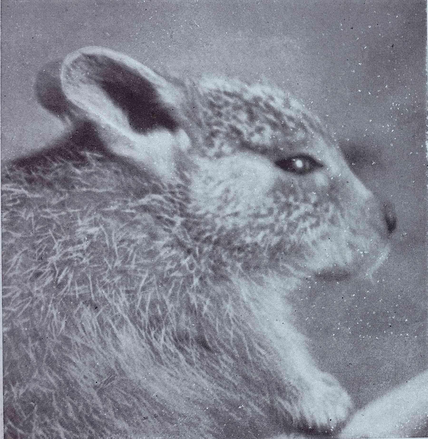 Presumed extinct, this desert rat-kangaroo may still be alive in hiding ...