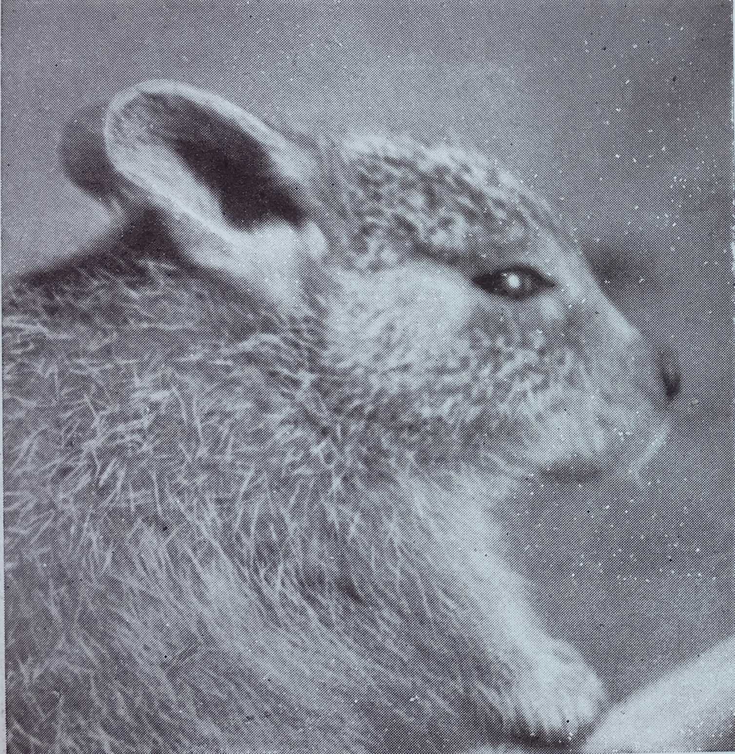 Presumed extinct, this desert rat-kangaroo may still be alive in hiding ...