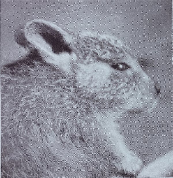 Presumed extinct, this desert rat-kangaroo may still be alive in hiding ...