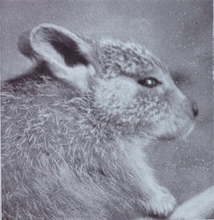 Presumed extinct, this desert rat-kangaroo may still be alive in hiding ...