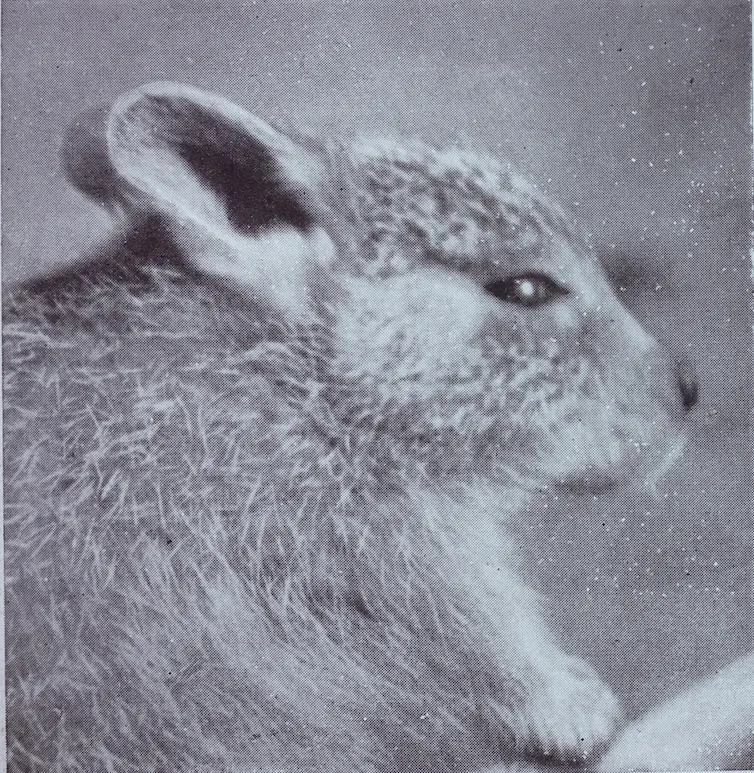 Desert rat-kangaroo side profile.