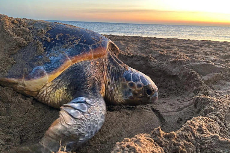 loggerhead turtle on beach nesting, sea in background