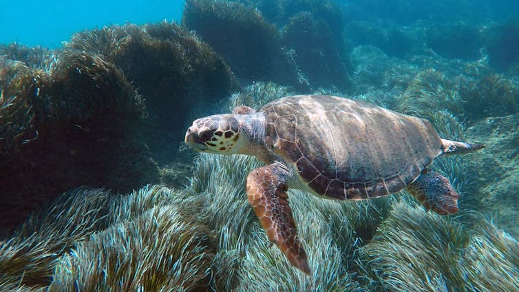 loggerhead turtle swimming in tropical sea