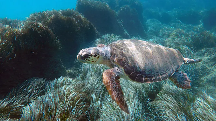 loggerhead turtle swimming in tropical sea