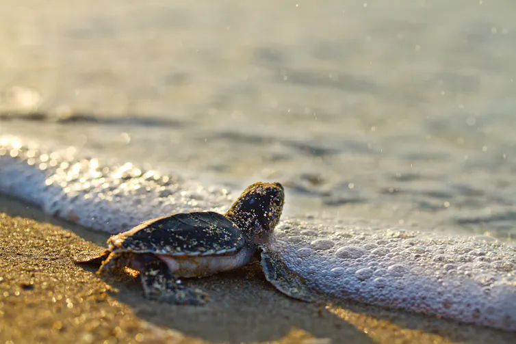baby turtle at edge of the sea