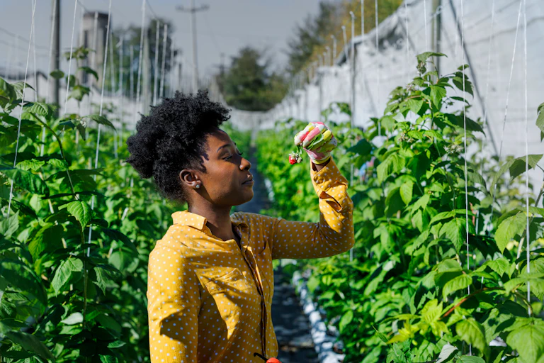 A young woman stands near some tall nets where strawberry plants are tied in lines to string