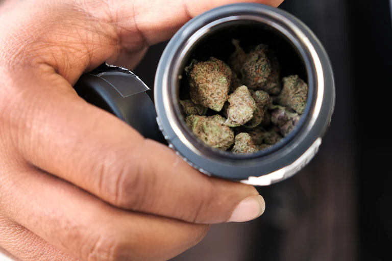 Close-up of hand holding open black plastic container filled with cannabis buds